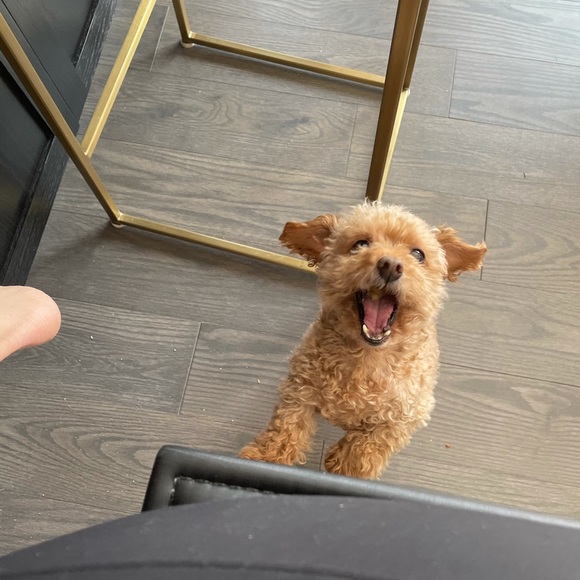 Meet your Posher, Tarah - Picture 1 of 1